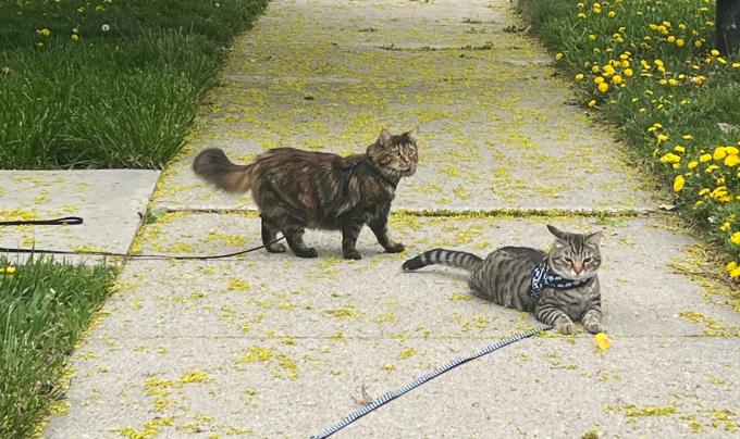 Link and Marble the cats outside on a sidewalk on leashes